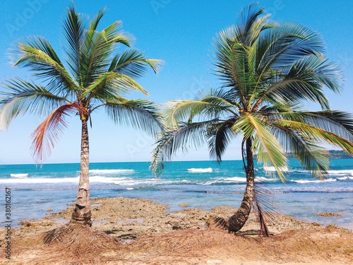 Two Palms
