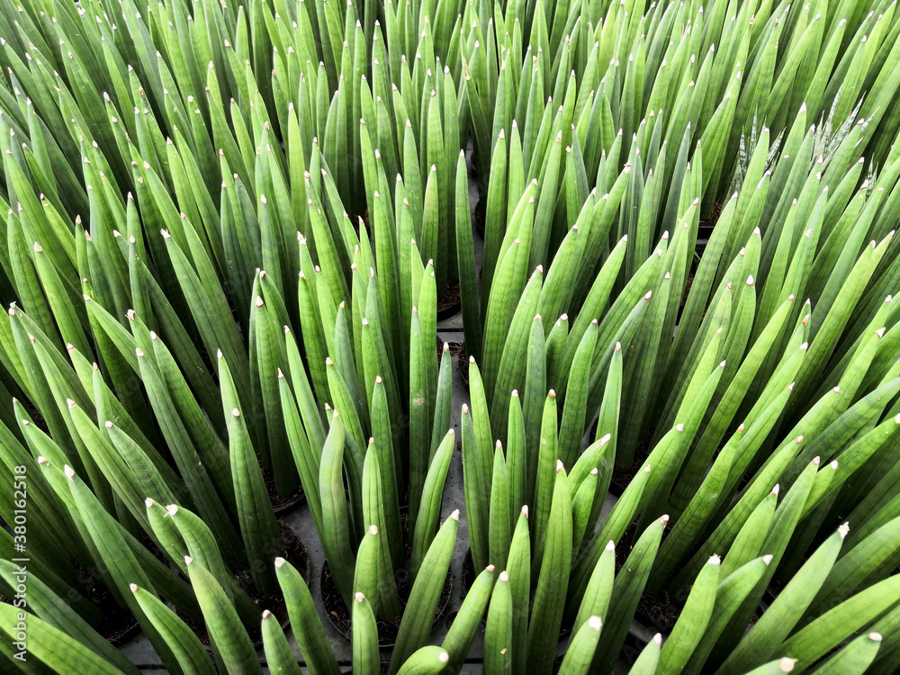 Tropical Sansevieria stuckyi tree(Elephant Tusks) texture in garden.Background of Sansevieria Stuckyi tree or Sansevieria Cylindrica Bojer tree. Tropical Sansevieria stuckyi tree(Elephant Tusks) texture in garden.Background of Sansevieria Stuckyi tree or Sansevieria Cylindrica Bojer tree.