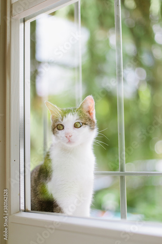 Cat sitting outside on windowsill and opening his eyes wide photo