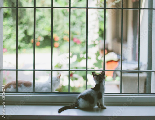 In and out: kitten sitting inside the window and adult cat laying out of the window photo