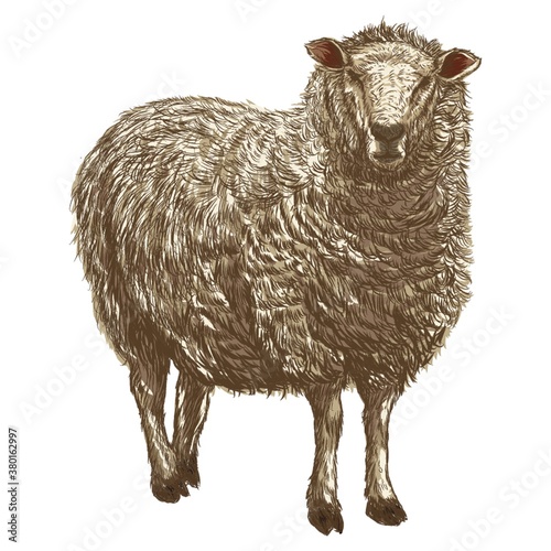 sheep photo