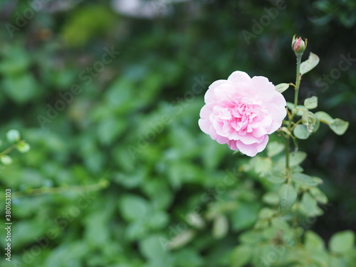 pink rose flower arrangement Beautiful bouquet on blurred of nature background symbol love Valentine Day beautiful in nature