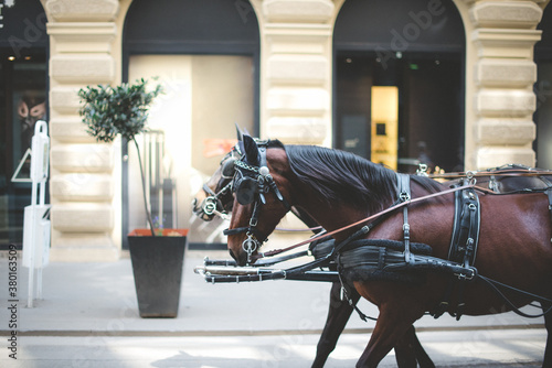 horse-drawn carriage