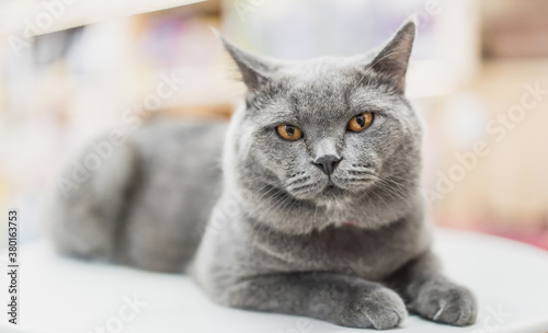  a British shorthair cat lying on the table