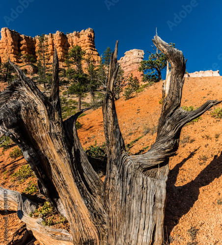 Fotografie Hoodoos of Fairyland Framed By The Twisted Branches of A Pinyon Pine,   Bryce Ca