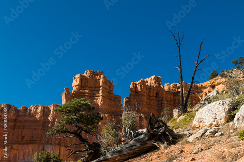 Fotografie Pinyon Pine and Hoodoos of Fairyland, Bryce Canyon National Park, Utah, USA