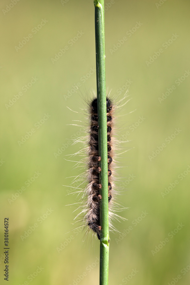 Caterpillar On A Blade Of Grass Caterpillar On A Blade Of Grass