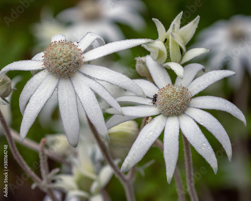 Close-up of white Australian native Flannel Flowers (Actinotus helianthi) in the early morning dew - a native wildflower found in coastal regions of eastern Australia