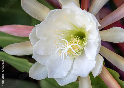 Queen of the Night (Night-blooming cereus) - this magnificent, fragrant flower only appears for one night a year & has wilted by sunrise - approx 100mm dia