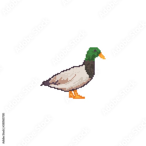 Mallard duck