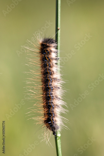 Caterpillar On A Blade Of Grass photo