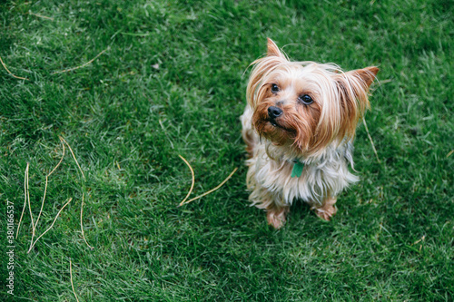 Yorkshire terrier dog playing with his owner on a garden