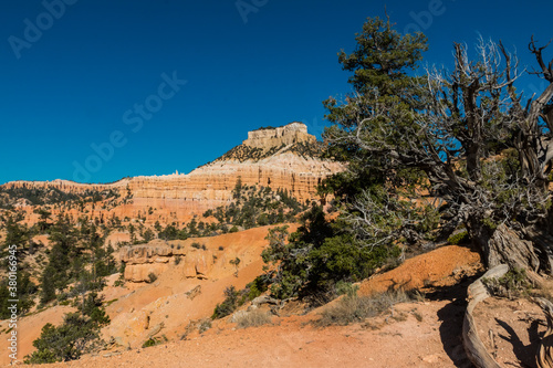 Fotografie Pinyon Pines and Hoodoos of Fairyland,Bryce Canyon National Park, Utah, USA