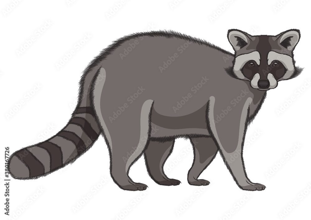 Obraz premium Raccoon