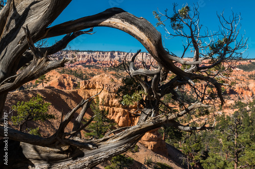 Hoodoos of Bryce Amphitheater Framed By The Twisted Branches of A Pinyon Pine  Bryce Canyon National Park  Utah  USA