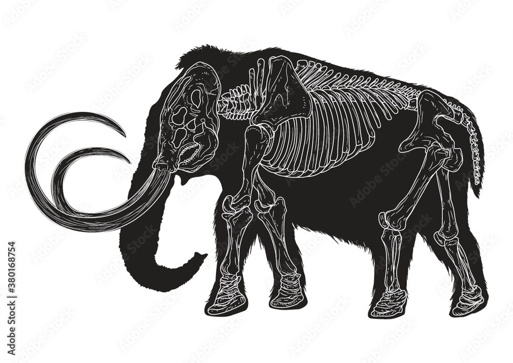 Obraz premium Mammoth