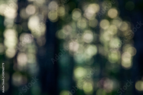 Sunlight bokeh seen through trees photo