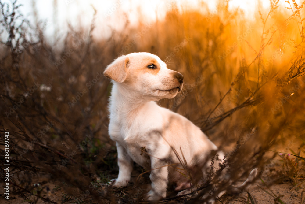 a small Jack Russell puppy sits in the dry grass and looks at the sun. sunset a small Jack Russell puppy sits in the dry grass and looks at the sun. sunset