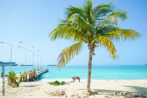 Close up view of palm trees overlooking the caribbean sea on the island of st.maarten.