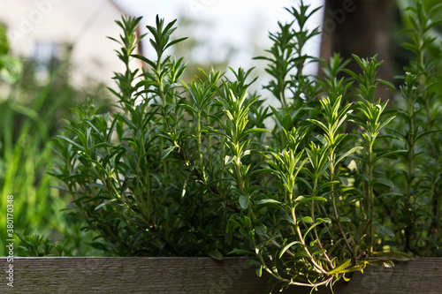 Summer Savory growing in a herb garden photo