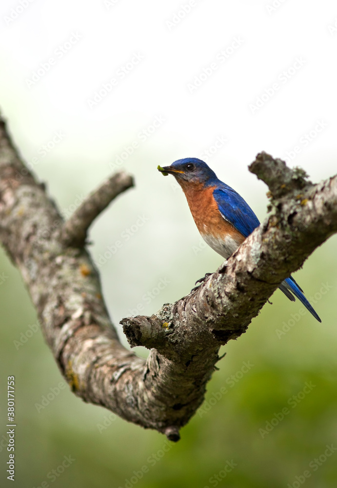 Male Eastern Bluebird on a Tree Branch Male Eastern Bluebird on a Tree Branch