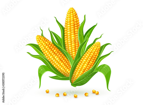 Corncobs with yellow corns and green leaves group, white background. Ripe corn vegetables isolated,. Illustration.