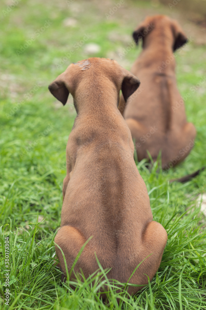 R is for ridgeback R is for ridgeback