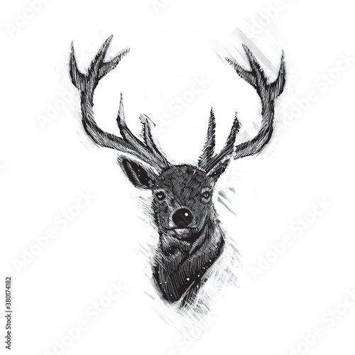 Reindeer