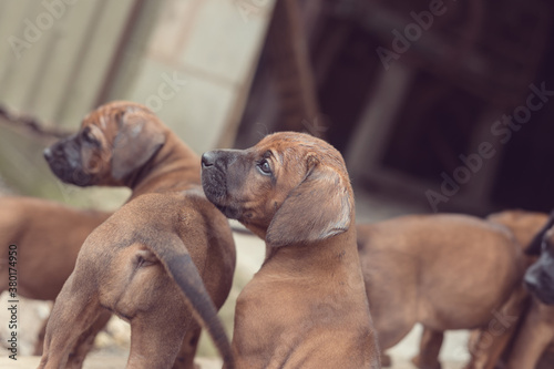 group of puppies photo