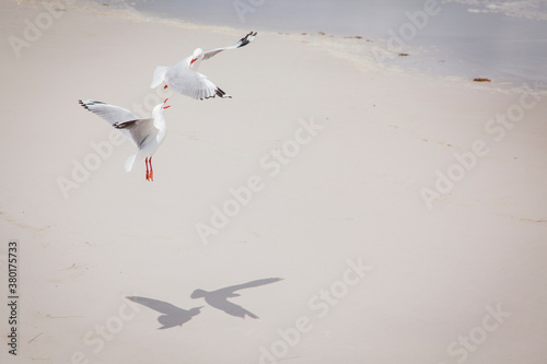 Angry Gulls