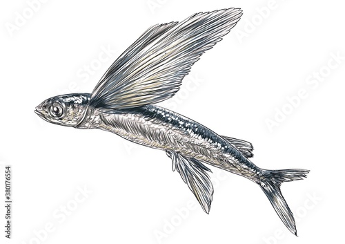Obraz na plátně Flying fish