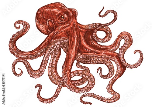 Octopus