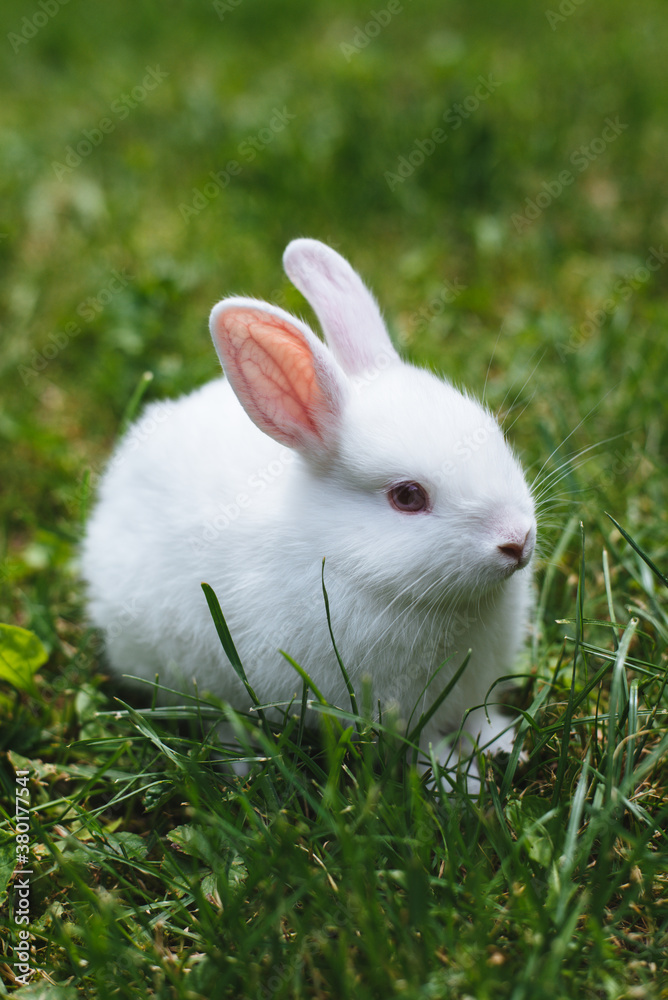 White baby rabbit in the grass White baby rabbit in the grass