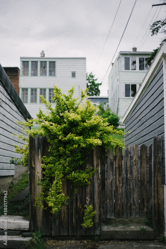 overgrown bush takes over a fence in a back alley