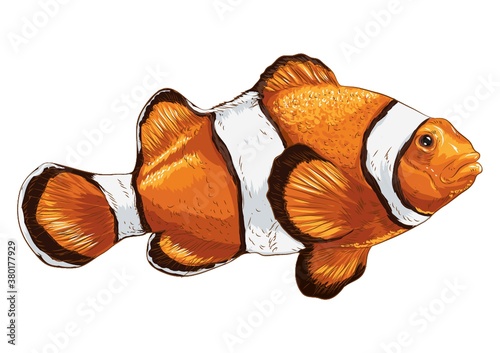 Clownfish