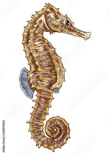 Seahorse