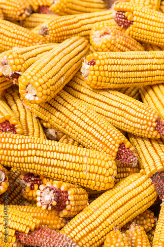 Autumn yields plenty of golden corn