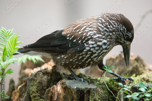 Spotted Nutcracker (lat. Nucifraga caryocatactes) photo