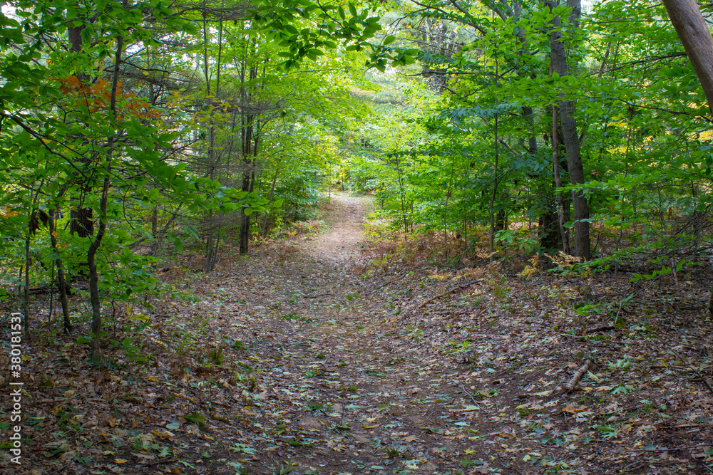 Fototapeta premium Trees in a pine forest in late summer Michigan