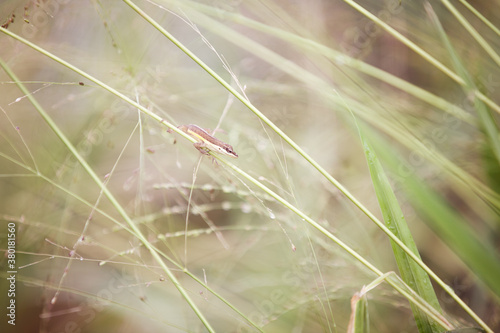 Little brown lizard on a stalk of grass