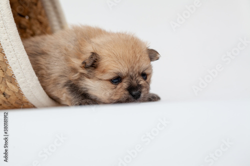 Adorable pomeranian spitz dog puppy laying in a rush basket with natural light. High quality photo © Bjorn B