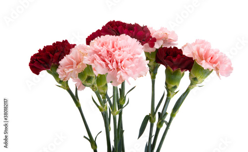 carnation isolated