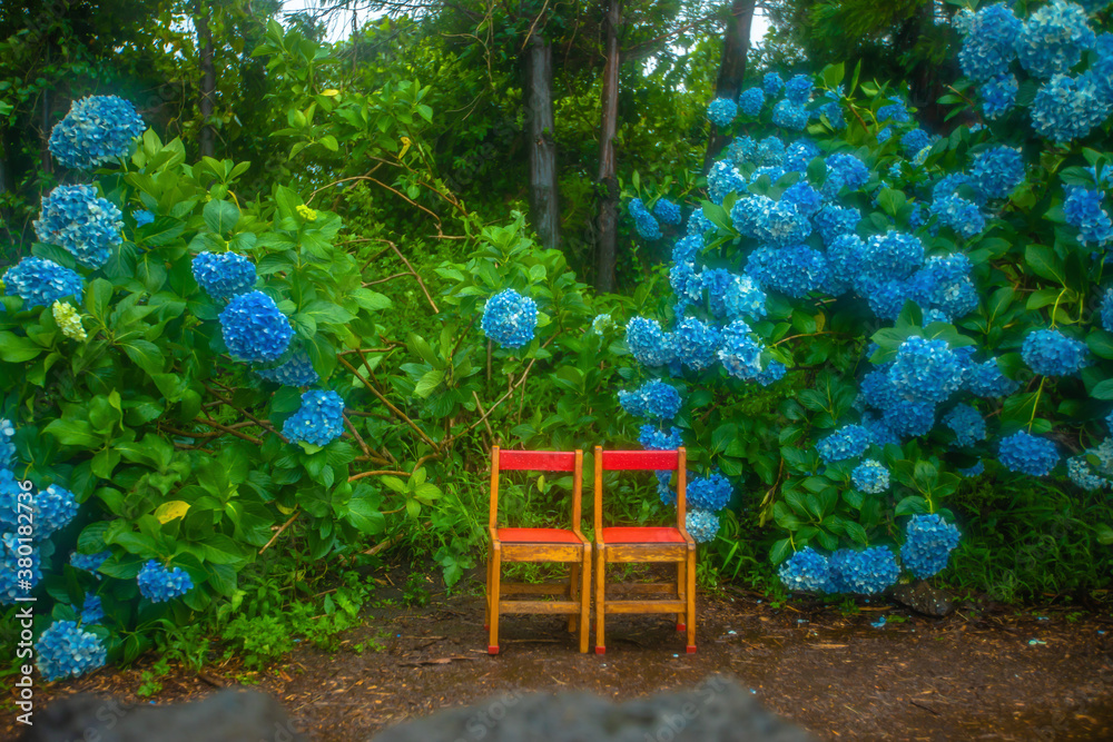 Two wooden chairs with blue hydrangea flowers blooming in the garden Two wooden chairs with blue hydrangea flowers blooming in the garden