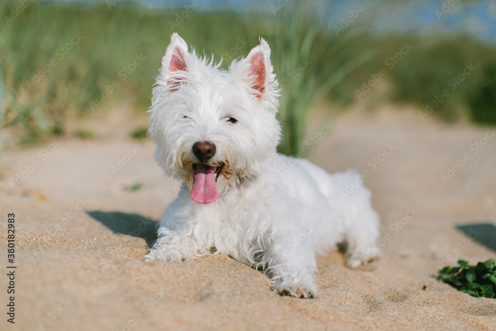 Cute white dog exhausted on a beach Cute white dog exhausted on a beach