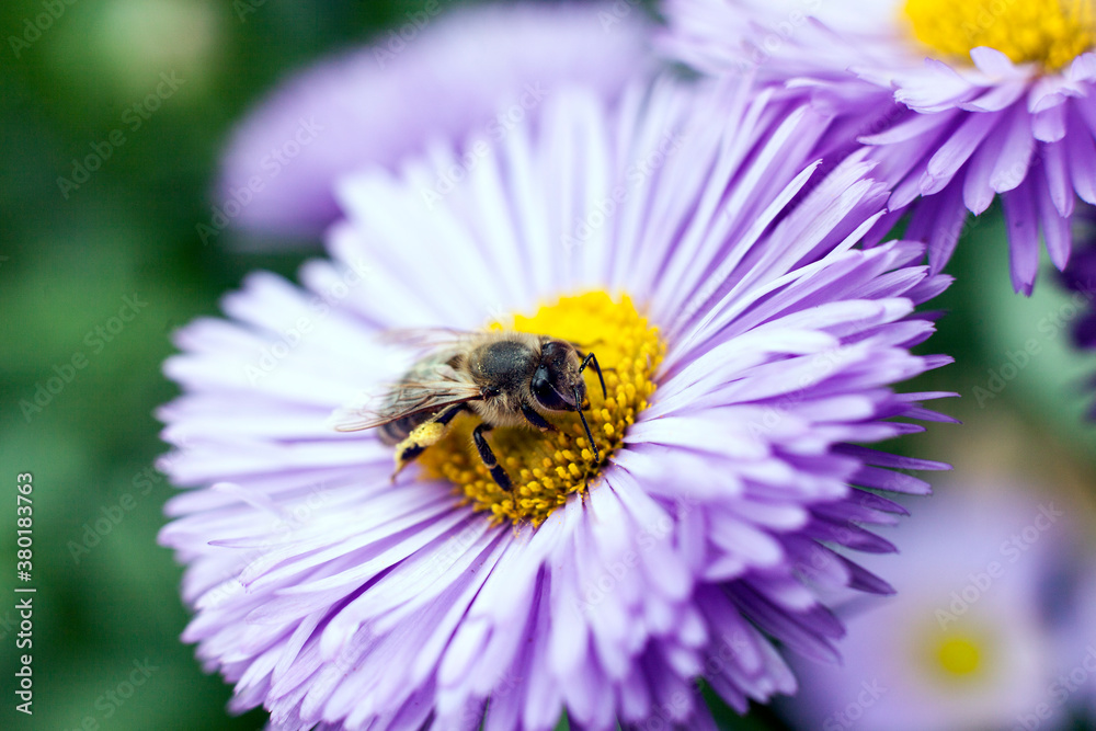 Close up of bee Close up of bee
