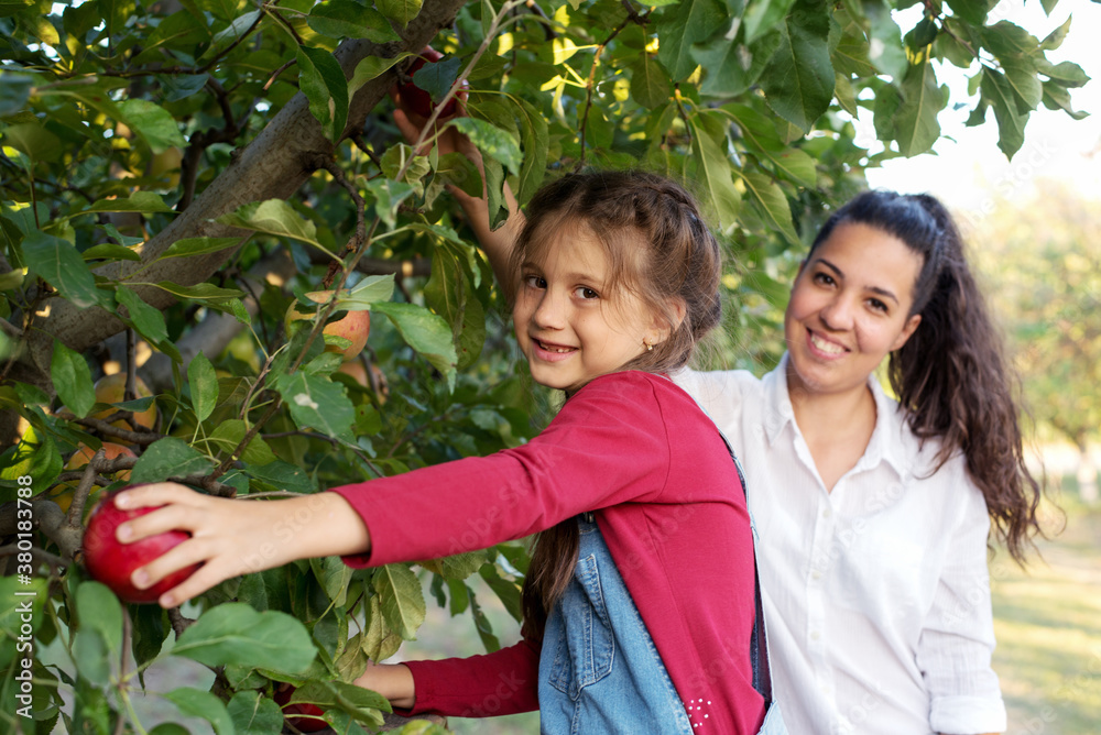 Two sisters picking apples in an orchard Two sisters picking apples in an orchard