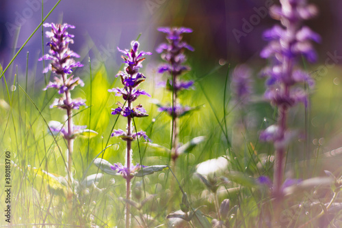 wild bugleweed flowers in evening light photo