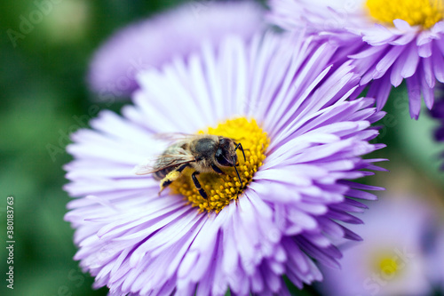 Close up of bee photo