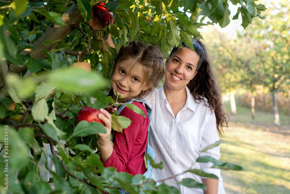 Two sisters picking apples in an orchard Two sisters picking apples in an orchard