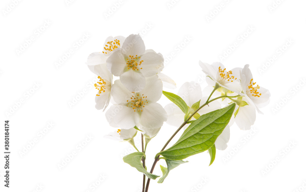 Obraz premium jasmine flower isolated